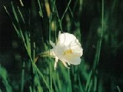 bulbocodium cantabricus